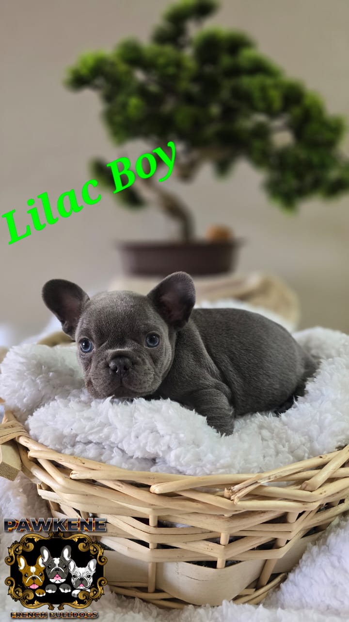 Image of french male bulldog 2